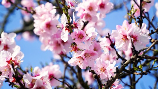 almond-tree-4933573_1920